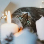 Velas naturales y nuestras mascotas. Guía para un hogar seguro