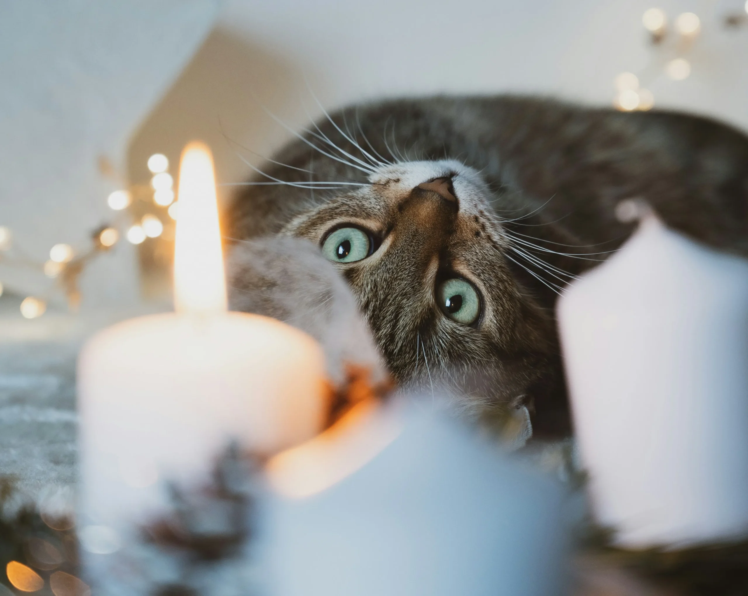 Velas naturales y nuestras mascotas. Guía para un hogar seguro